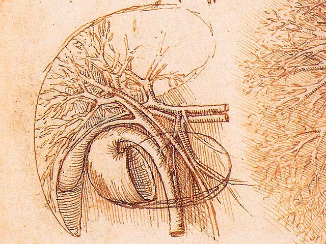 Zeichnung unserer Leber von Leonardo da Vinci